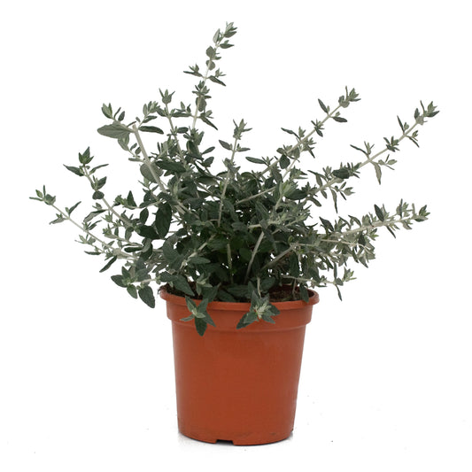 teucrium fruticans seto