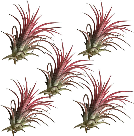 Tillandsia Ionantha - Pack 5 Color Rojo
