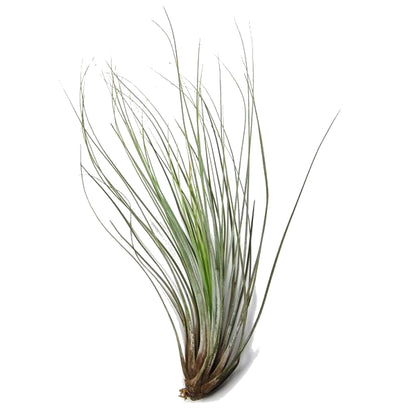 tillandsia juncea