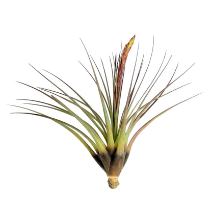 tillandsia melanocrater