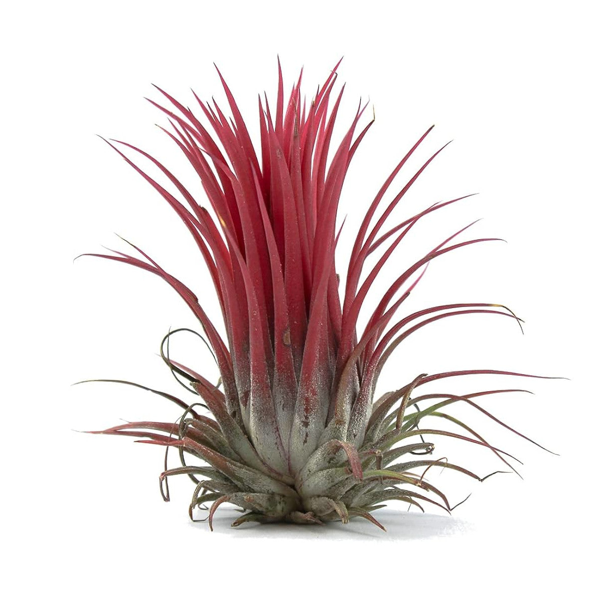 tillandsia roja