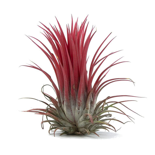 tillandsia roja
