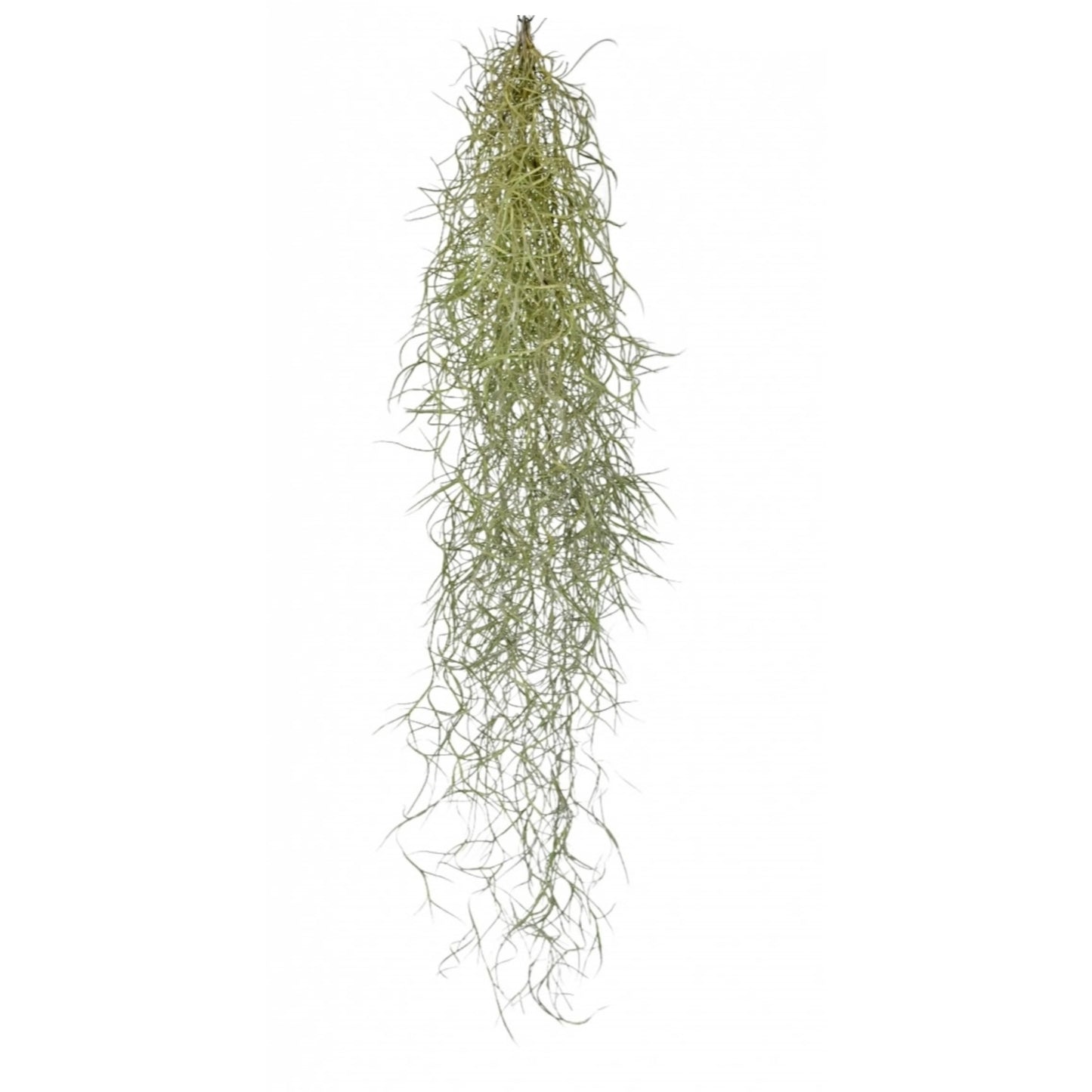 Tillandsia Usneoides