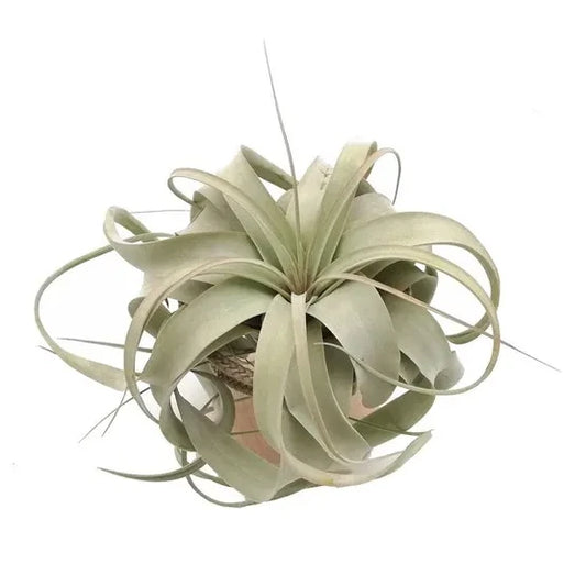 Tillandsia Xerographica