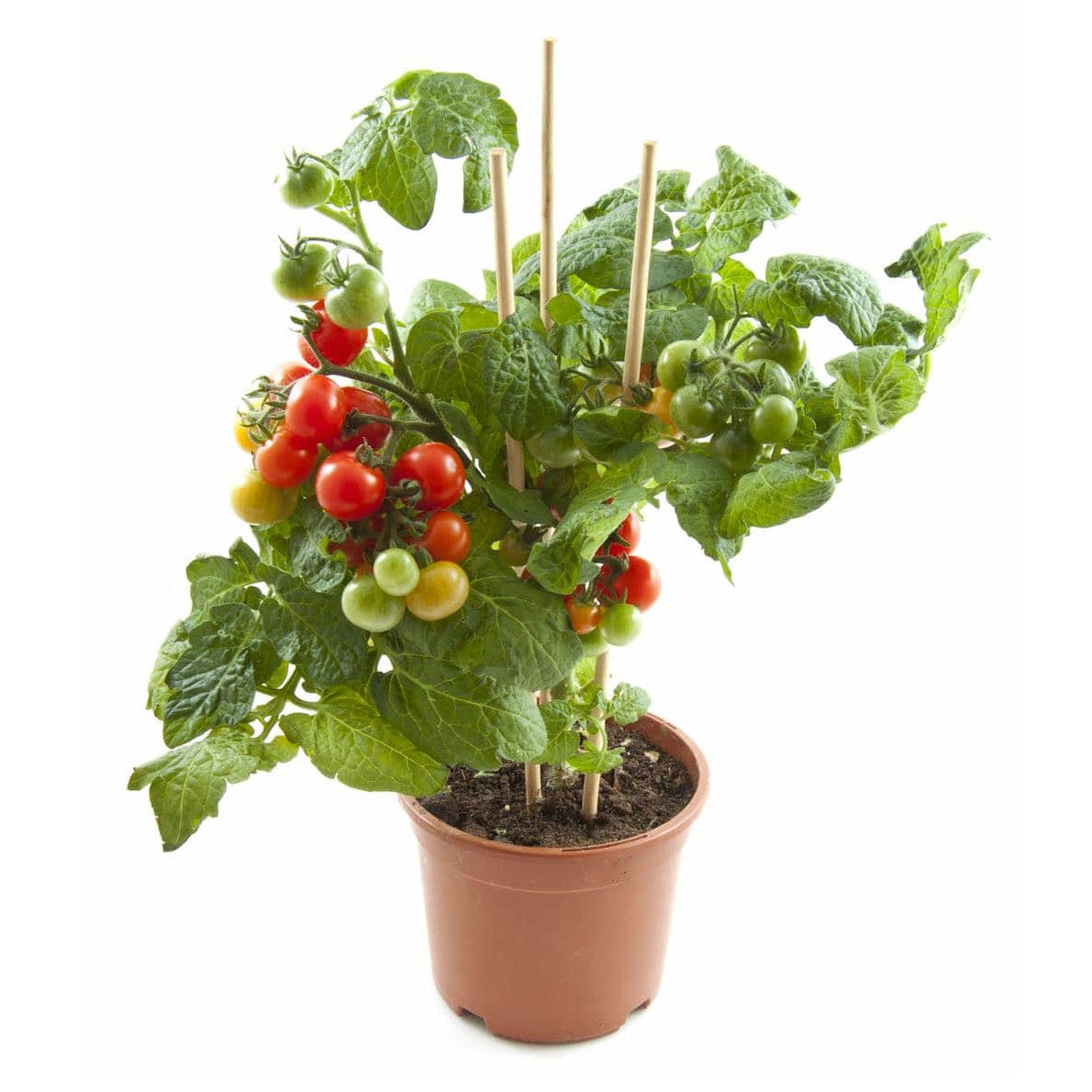 tomate cherry