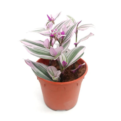tradescantia nanouk