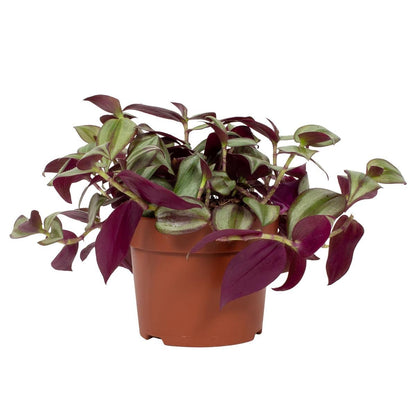 tradescantia zebrina