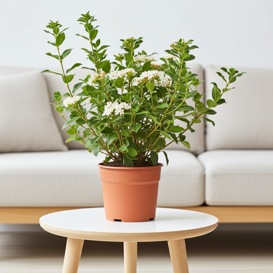 Viburnum 