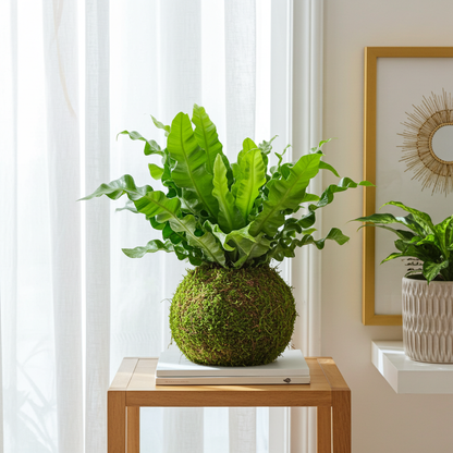 helecho asplenium kokedama