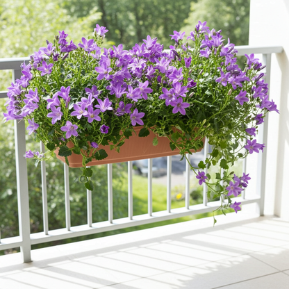 planta campanula