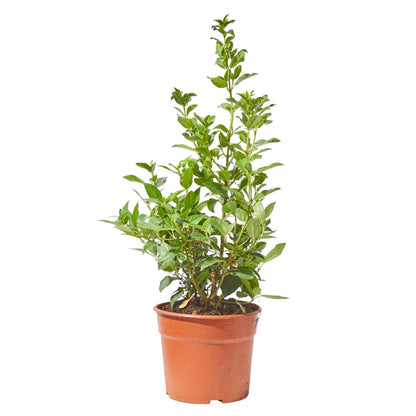 viburnum arbusto