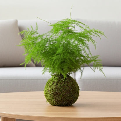 kokedama helecho plumoso