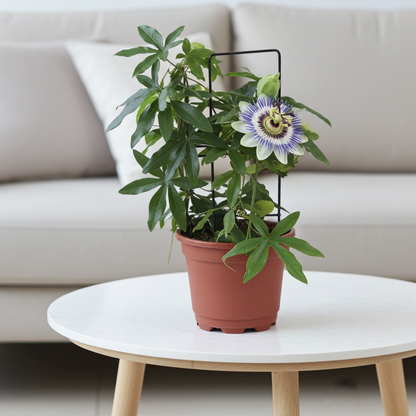 comprar passiflora