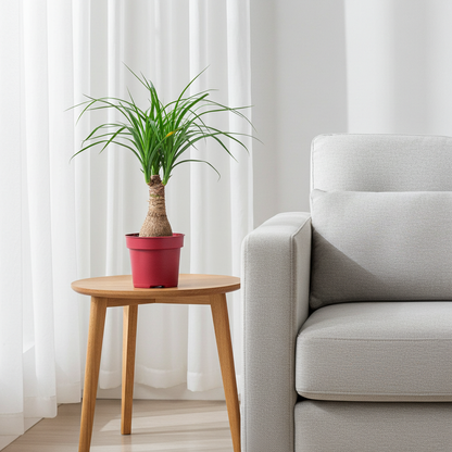 planta interior beaucarnea