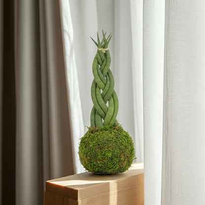  sansevieria cylindrica kokedama