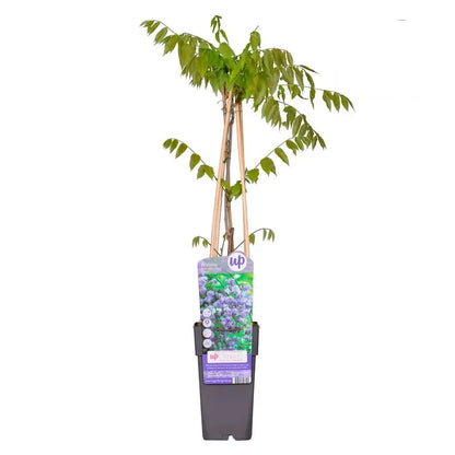 wisteria glicina