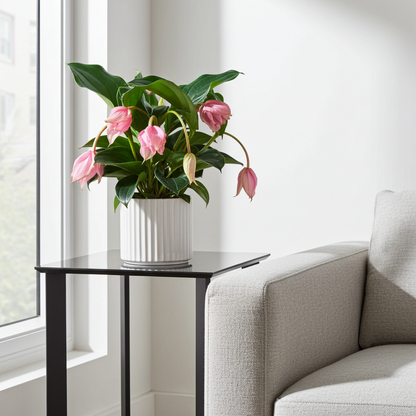 medinilla planta flamenco