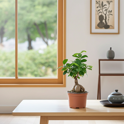 ficus ginseng