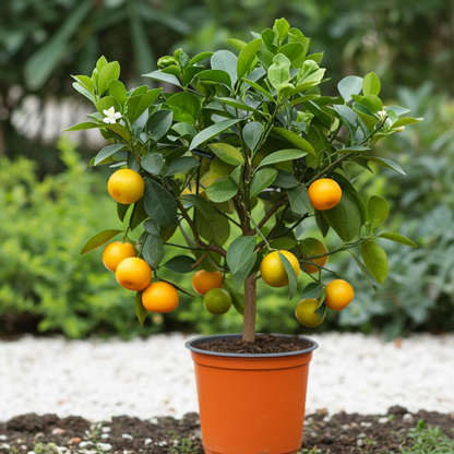 calamondin fruta