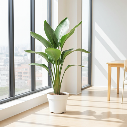 Strelitzia Nicolai