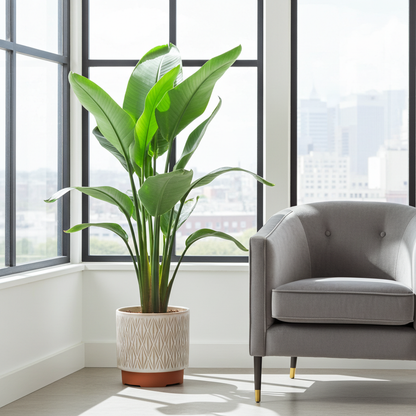 Strelitzia Nicolai