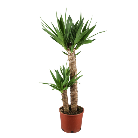 Yucca Elephantipes