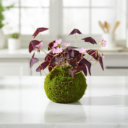 trebol kokedama color morado