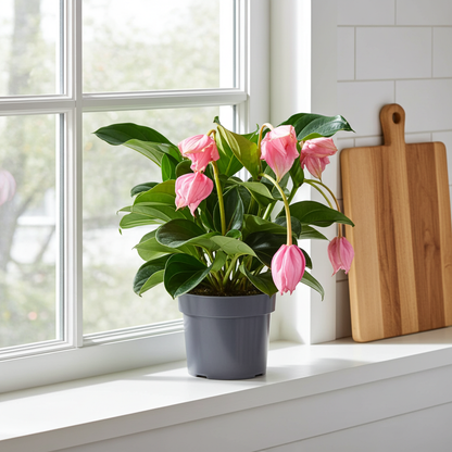 planta natural medinilla 