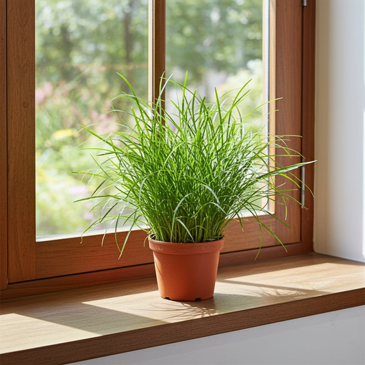 cyperus hierba gato