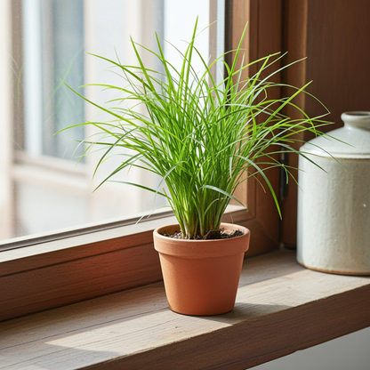 hierba gato cyperus