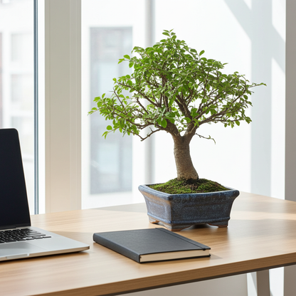 bonsai planta zelkova parvifolia