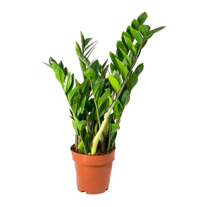 zamioculcas