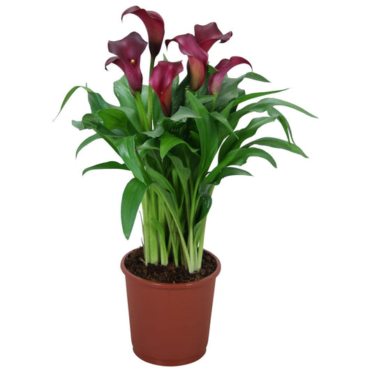 Cala Zantedeschia Mix Color
